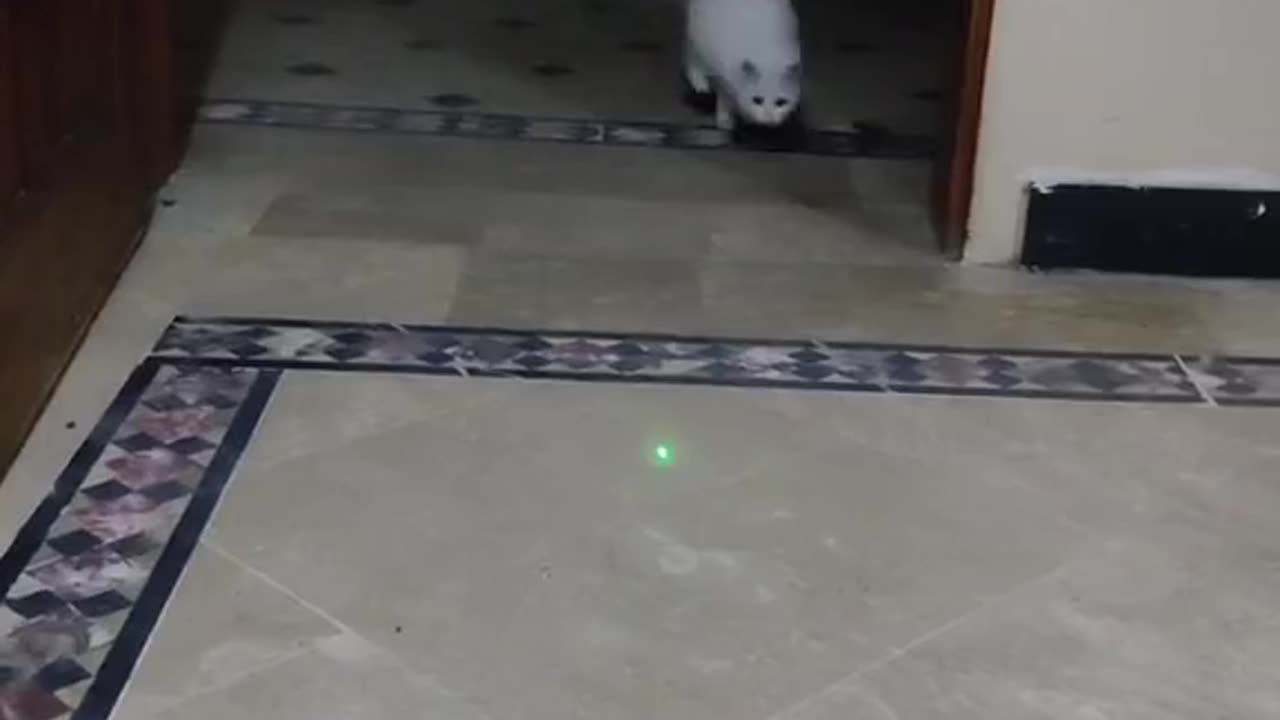 Cute and funny cat video.