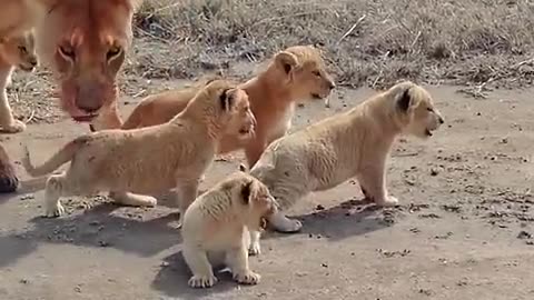 Lion cute baby