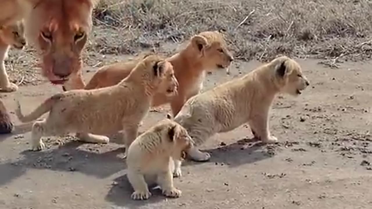 Lion cute baby