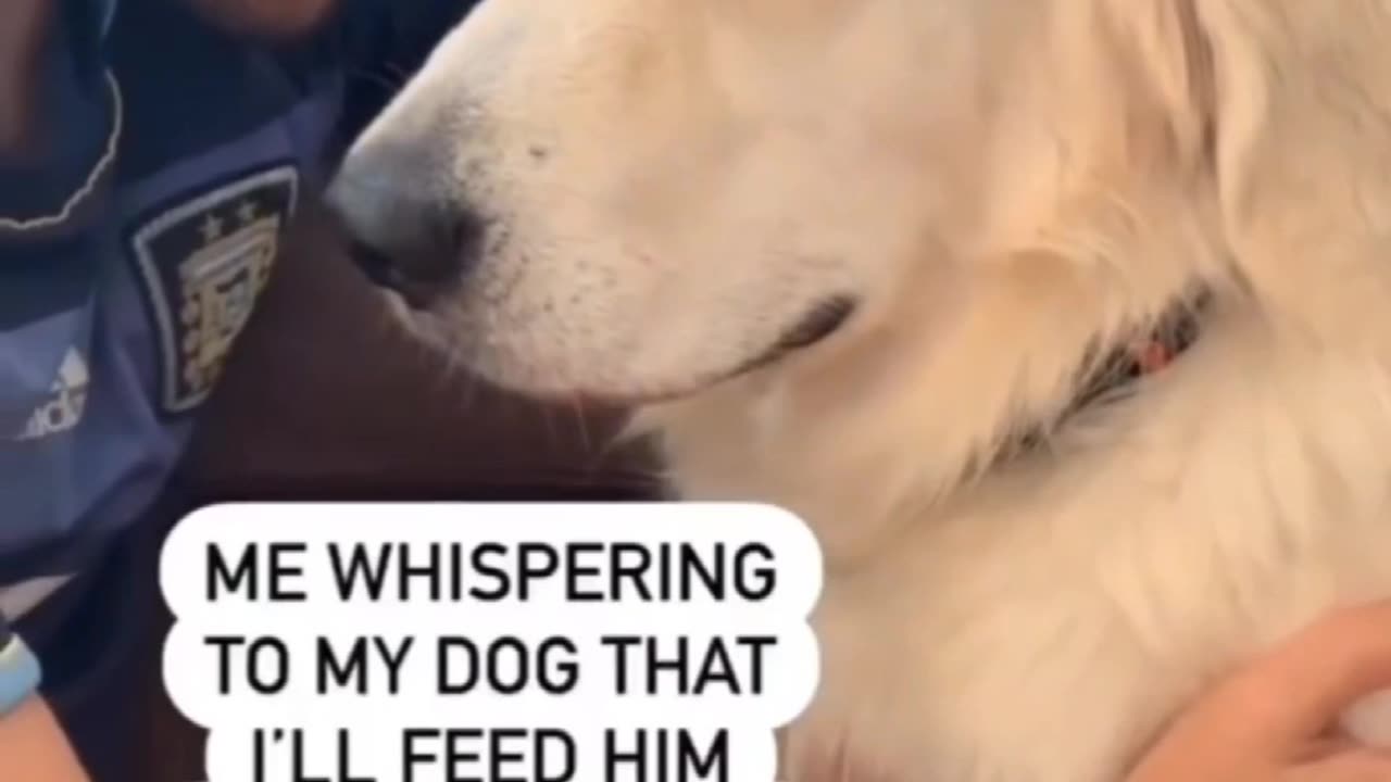 ME WHISPERING TO MY DOG 🤣THAT I'LL FEED HIM 2 DINNERS AFTER MY WIFE LEAVES