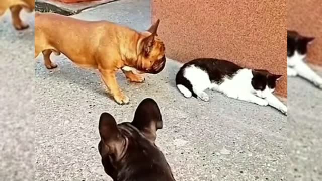 Cute pet funny video