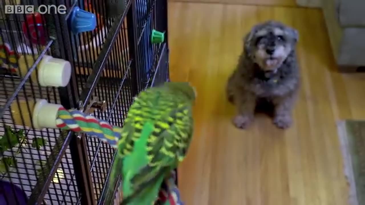 Meet Disco the incredible talking budgie | Pets - Wild at Heart - BBC