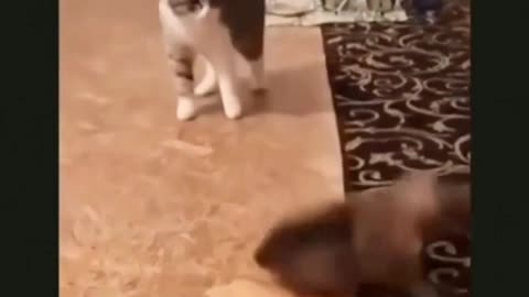lying dog