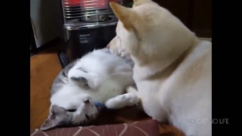 Funny Cats and Dogs Compilation