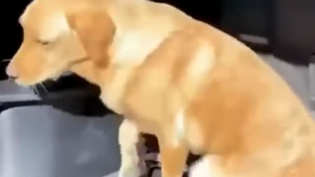 Cute Funny Animals