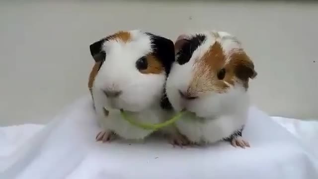 Two Adorable Guinea pigs share a Lady and the Tramp moment