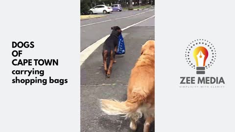 Cape Town dogs