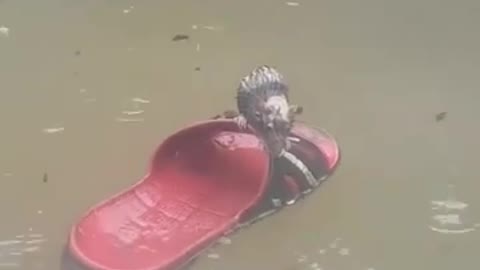 Mouse bravely resists the flood
