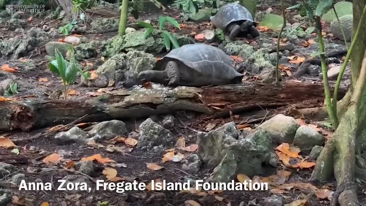 ‘Vegetarian’ giant tortoise filmed attacking and eating seabird