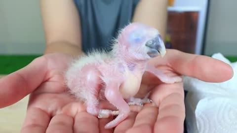 How baby macaw grows up | From the hatch until the eyes opened