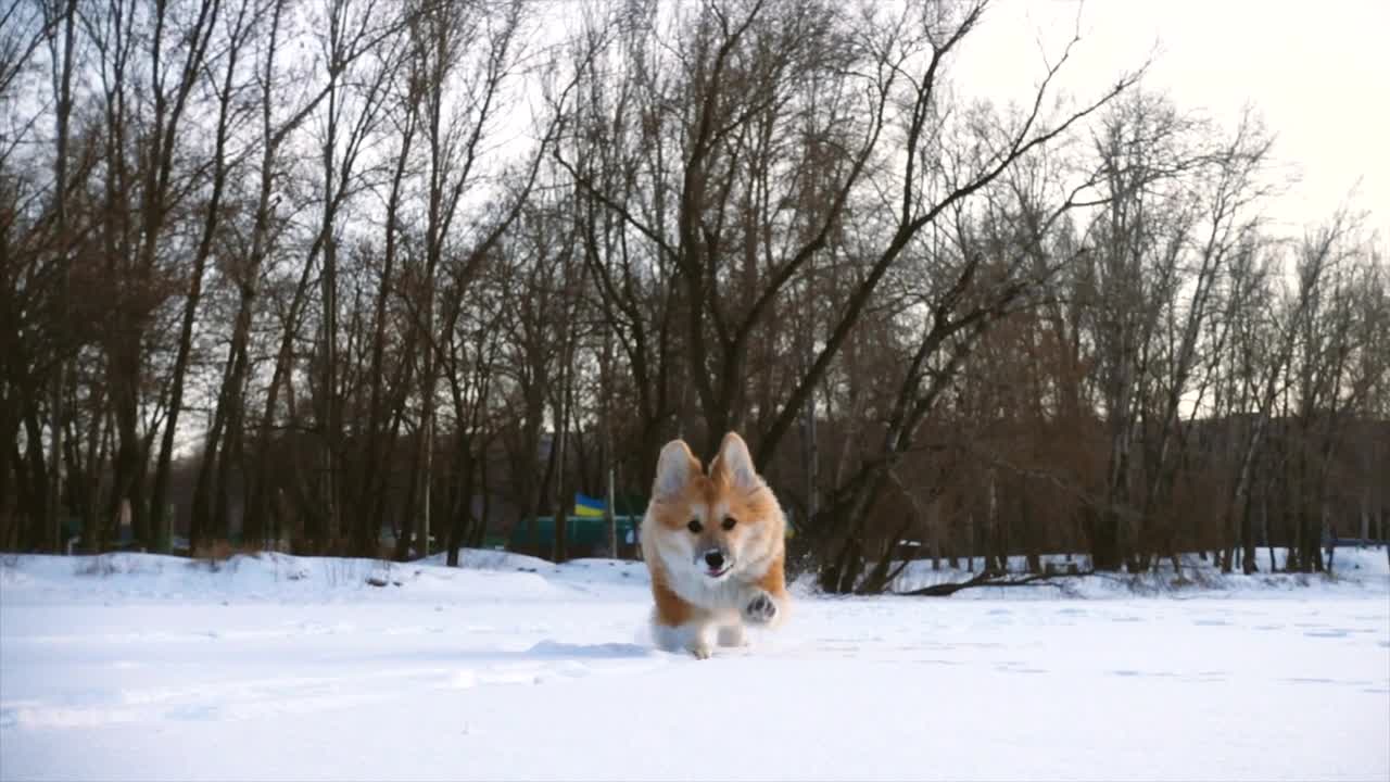 Little canine running in snow in moderate movement