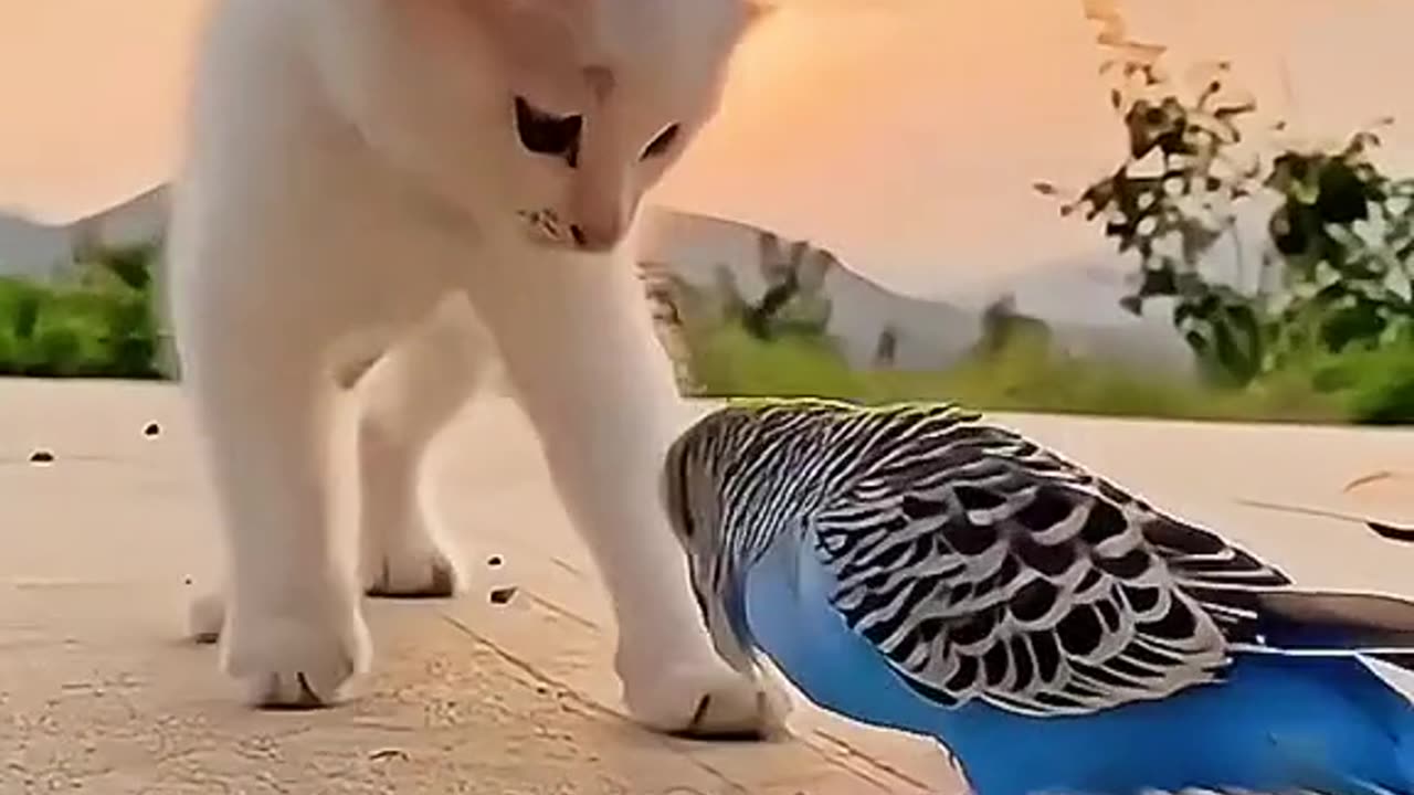 Cat playing with parrot