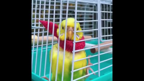 Parrots playing owsomly