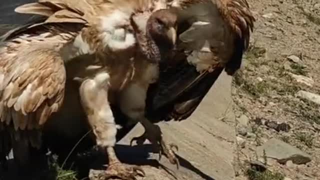 # Is it a bird # Thank you for attention