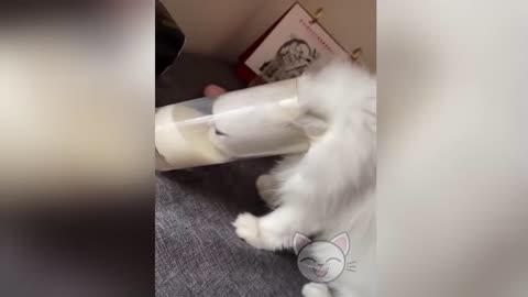 cute cats video