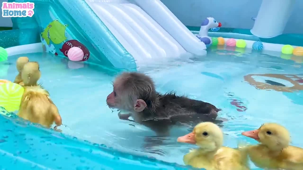 BiBi monkey and ducklings swim in the pool so funny