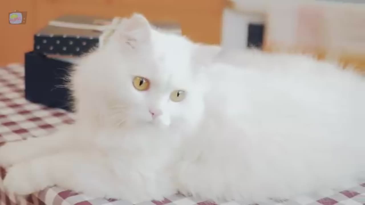 Cat video