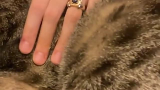 funny cats, funny cats and dogs, funny cats videos, funny cats compilation, funny cats shorts