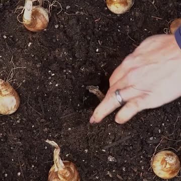 ✨️ If You're Planting Daffodils for the First Time...😉