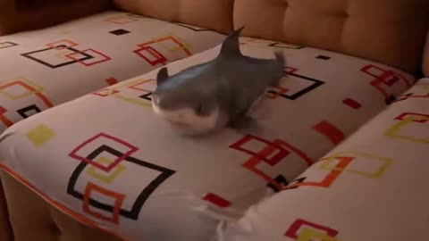 Literal Baby Shark: Look how funny it is