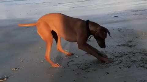 Dog goes crazy over clam