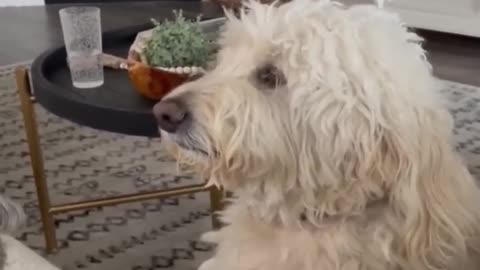 Cute cat's entertainment