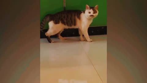 How many funny animal video?