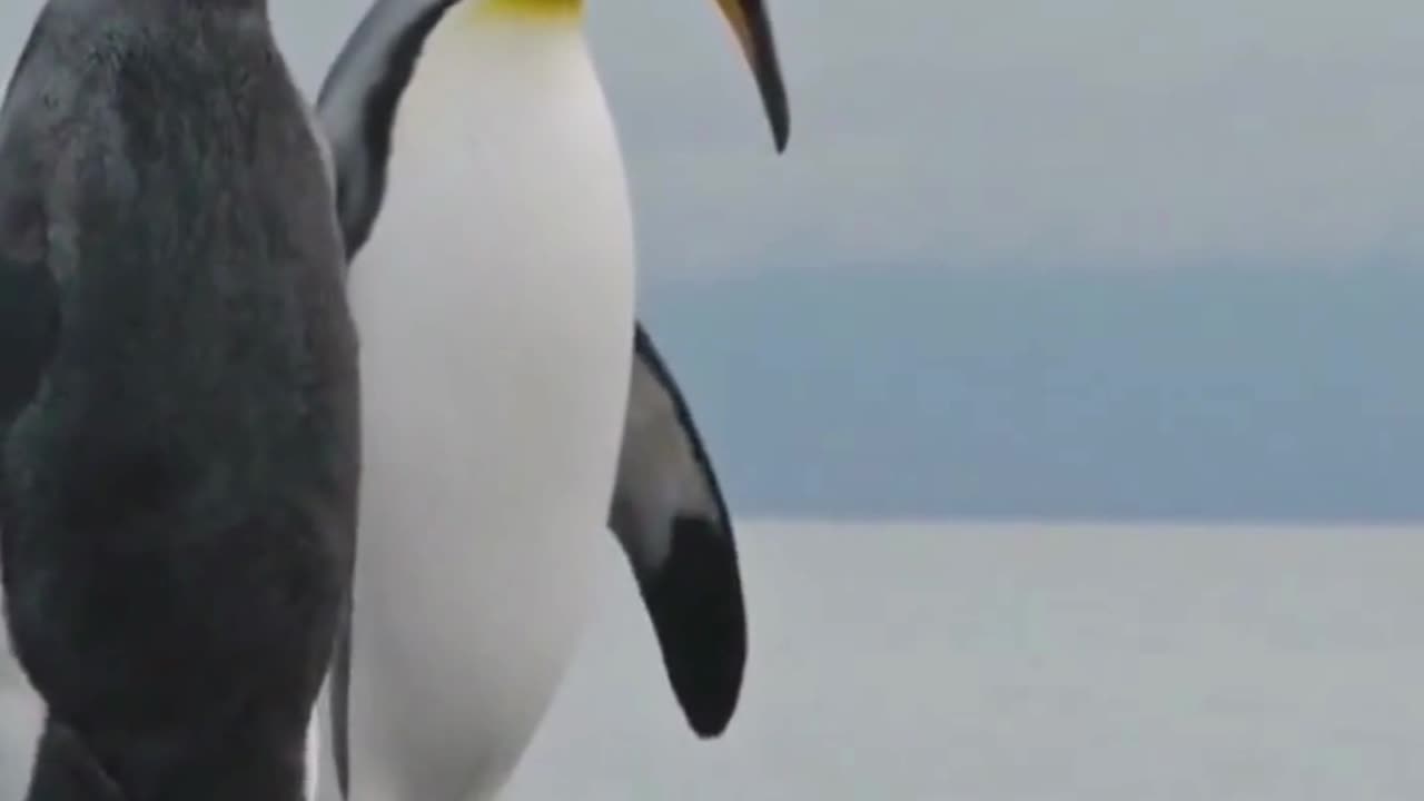 5 crazy facts about penguins that will amaze you