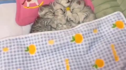 Baby Cats- Cute Cat Compilation