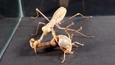 Scorpio and Mantis fight