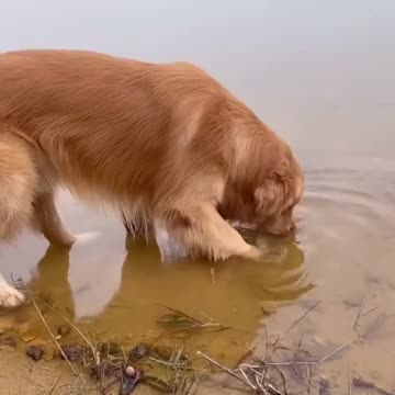 GOLDEN DOG HELP DYING FISH TO SWIM IN DEEP WATER.mp4