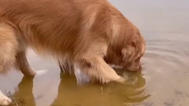 GOLDEN DOG HELP DYING FISH TO SWIM IN DEEP WATER.mp4