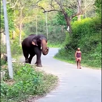 Diplomatic Elephant Coming - Vía its_me_anjuuu #shortanimal #shorts #animalvideo