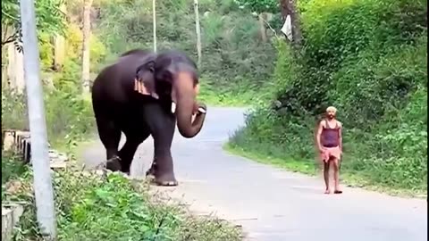 Diplomatic Elephant Coming - Vía its_me_anjuuu #shortanimal #shorts #animalvideo