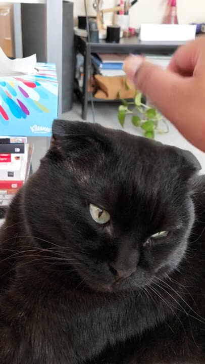 CLOSE-UP OF SYRIUS | BLACK CAT EDITION