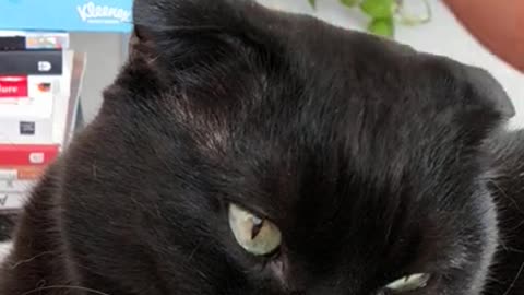 CLOSE-UP OF SYRIUS | BLACK CAT EDITION