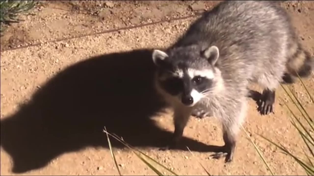 Stop Raccoon Dude