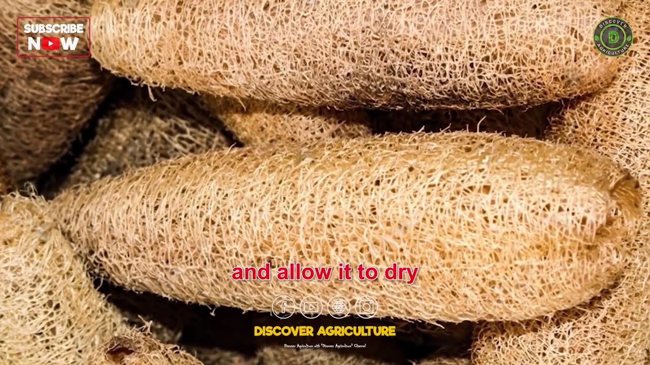 Sponge Farming | How to Grow Luffa (Sponge Gourd) at Home | Complete Luffa Cultivation Guide