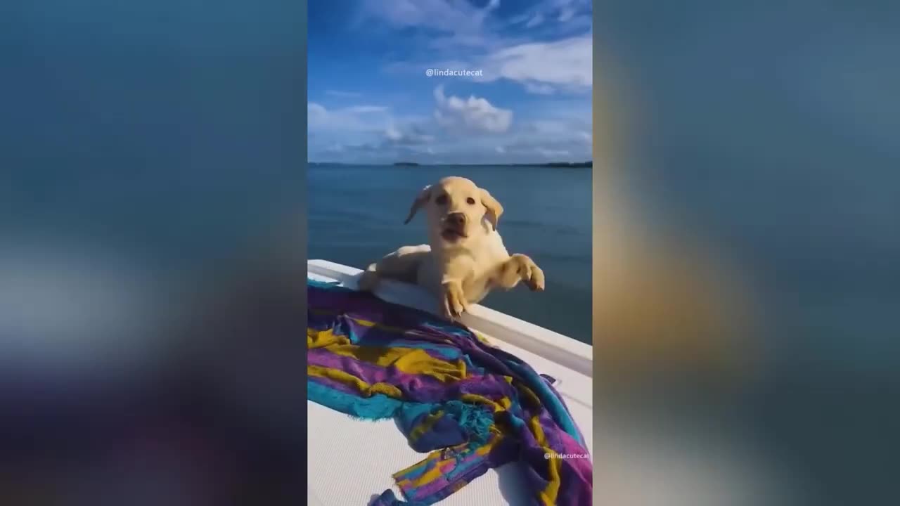 #funny animals#animals