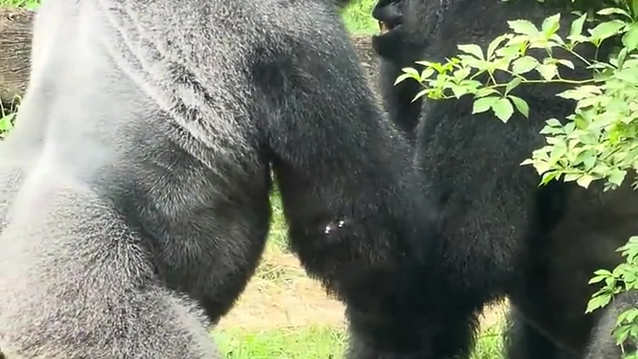 Sibling rivalry by Silverback Gorillas at Zoo!