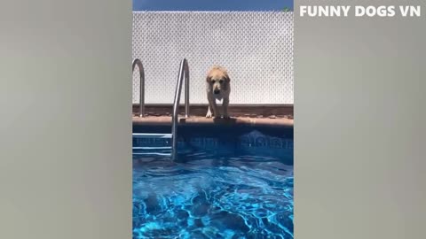 Funniest Animals Video - Funny Dogs And Cats - Try Not To Laugh Animals 2022