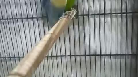 Lovebird parrot