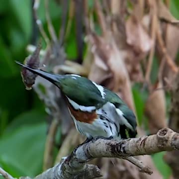 This birds looking and fish