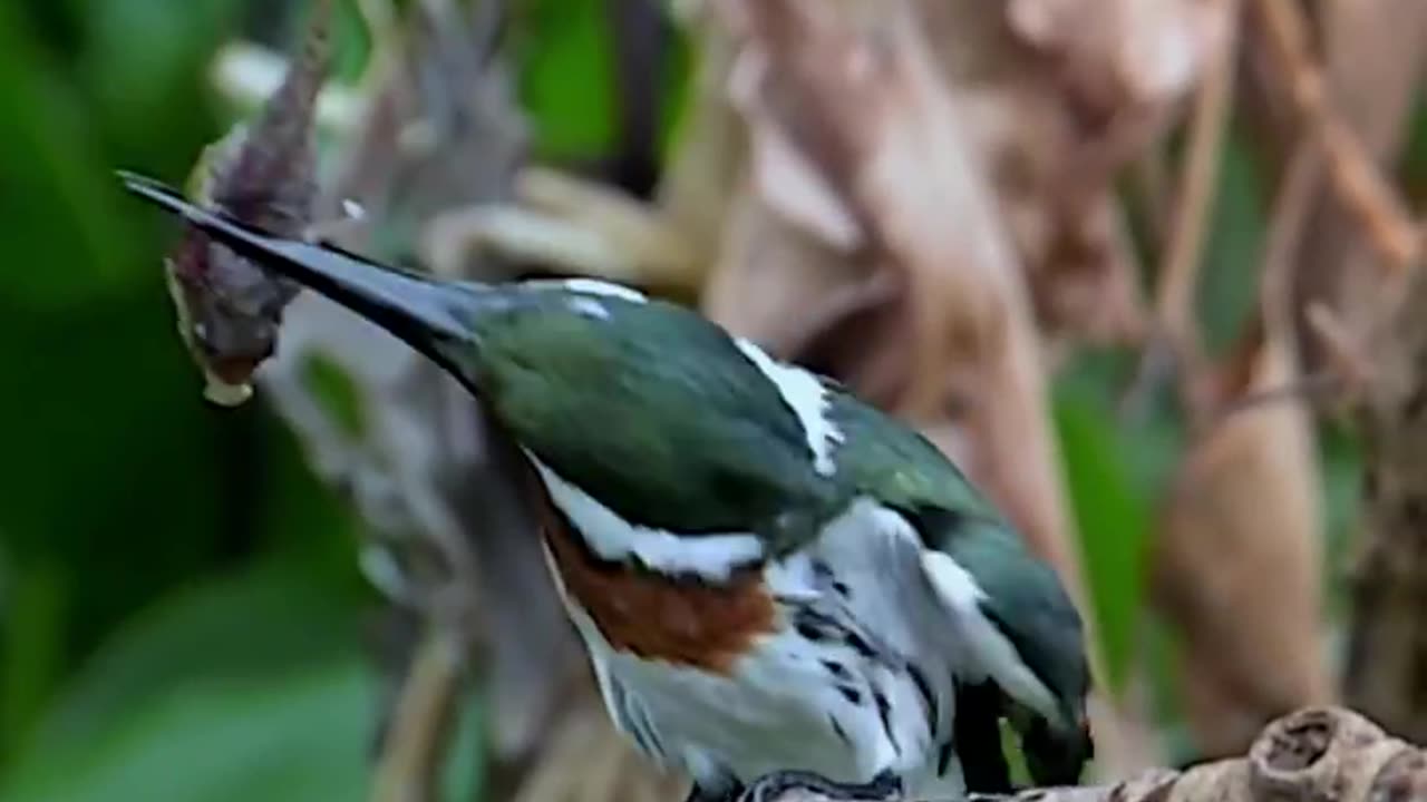 This birds looking and fish