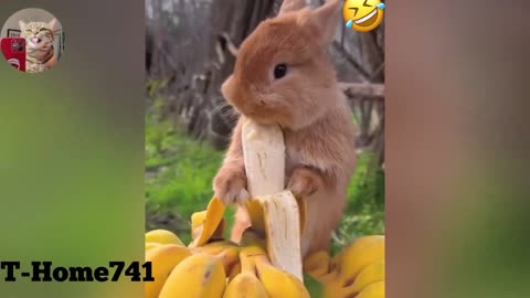 Funny animal videos 2023🤣 Funny Cats and Dogs video 😂 part-1