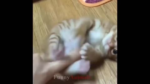 So many cute kittens videos compilation