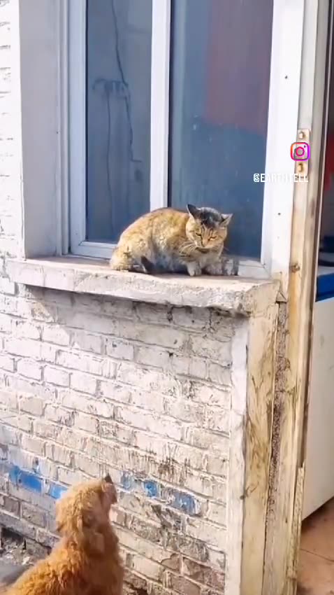 Do you think this little dog can catch the cat, or will the cat win again? 🐶🐱 Watch to find out!