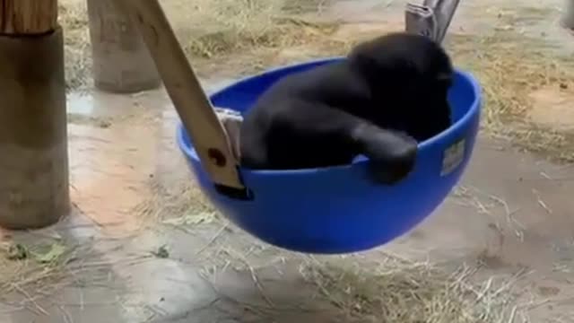 Look at this little chimp. It's so naughty