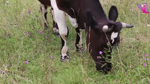 Funny Cow Video