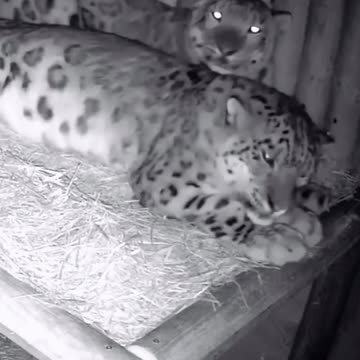 Expecting Snow Leopards just in time for Valentines